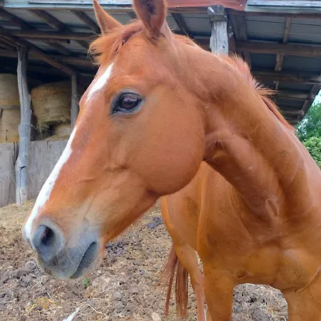 Parco Dei Cavalli ベッド・アンド・ブレックファスト 3*