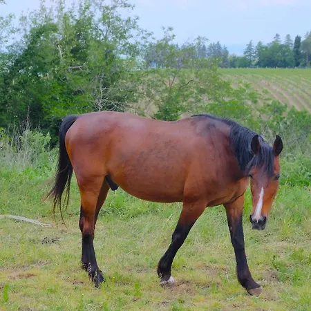 Parco Dei Cavalli Bed & Breakfast Castel San Pietro Terme