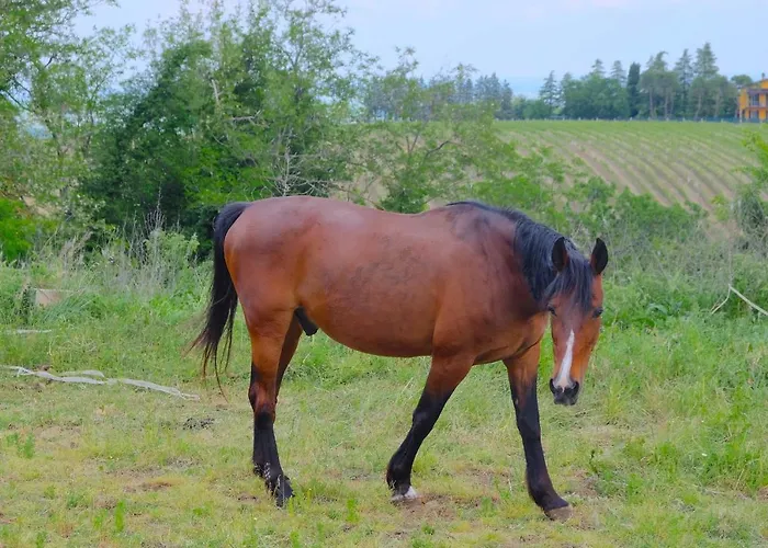 Parco Dei Cavalli Nocleg ze śniadaniem Castel San Pietro Terme